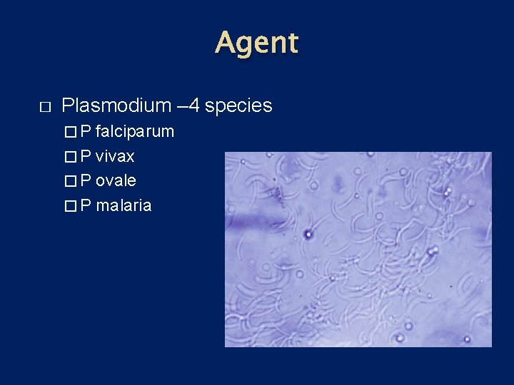 Agent � Plasmodium – 4 species �P falciparum � P vivax � P ovale