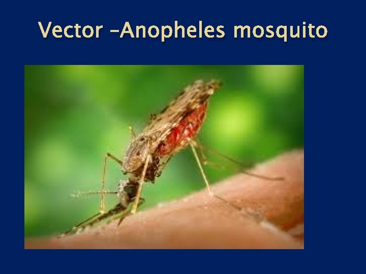 Vector –Anopheles mosquito 