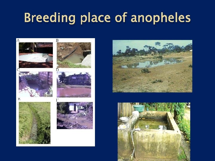 Breeding place of anopheles 