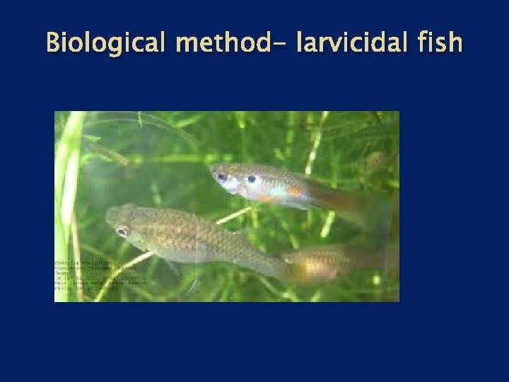 Biological method- larvicidal fish 
