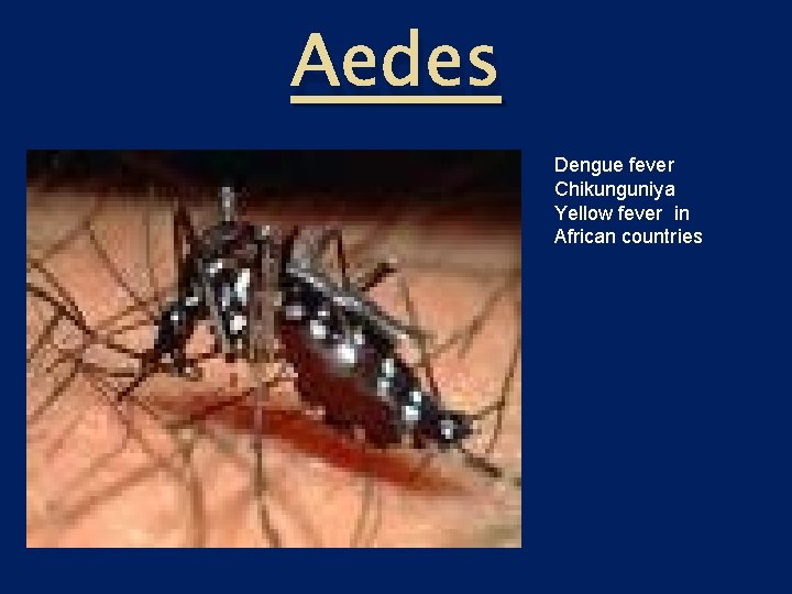 Aedes Dengue fever Chikunguniya Yellow fever in African countries 