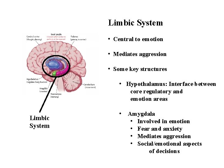Limbic System • Central to emotion • Mediates aggression • Some key structures •