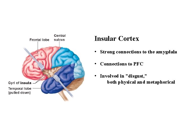 Insular Cortex • Strong connections to the amygdala • Connections to PFC • Involved