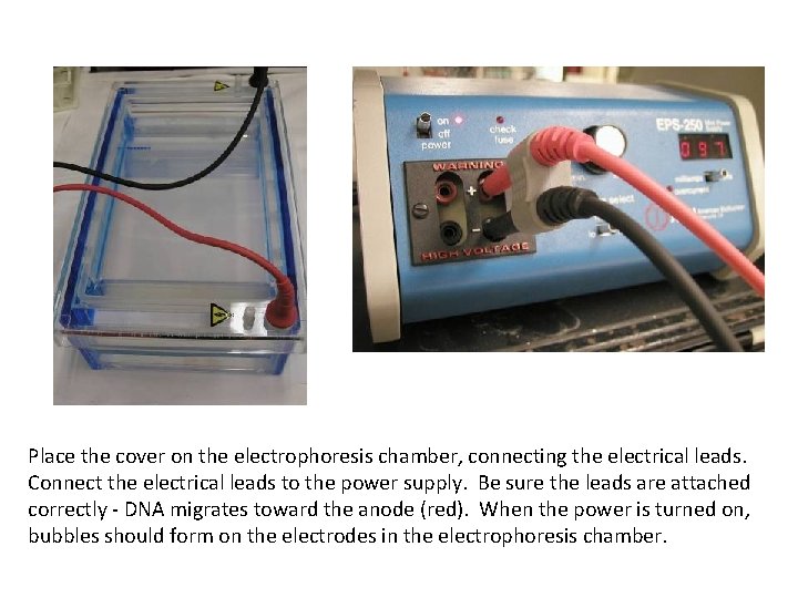 Running the Gel Place the cover on the electrophoresis chamber, connecting the electrical leads.