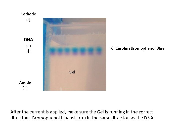 Cathode (-) DNA (-) wells Carolina. Bromophenol Blue Gel Anode (+) After the current