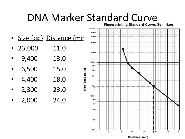 DNA Marker Standard Curve • Size (bp) Distance (mm) • 23, 000 11. 0