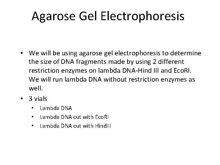 Agarose Gel Electrophoresis • We will be using agarose gel electrophoresis to determine the