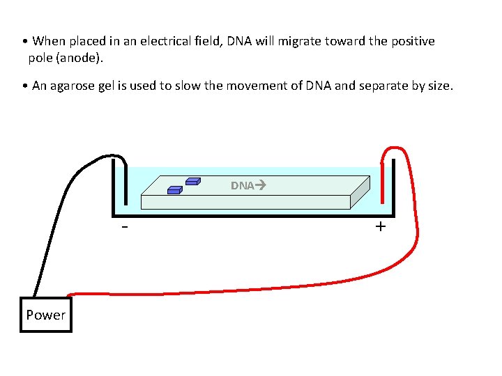  • DNA is negatively charged. • When placed in an electrical field, DNA