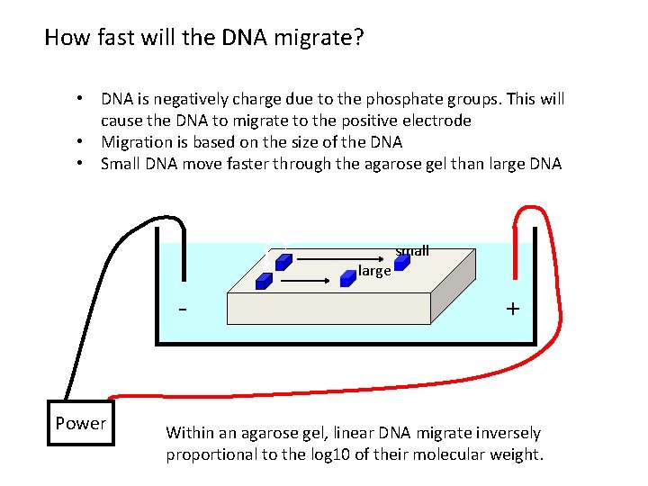 How fast will the DNA migrate? strength of the electrical field, buffer, density of