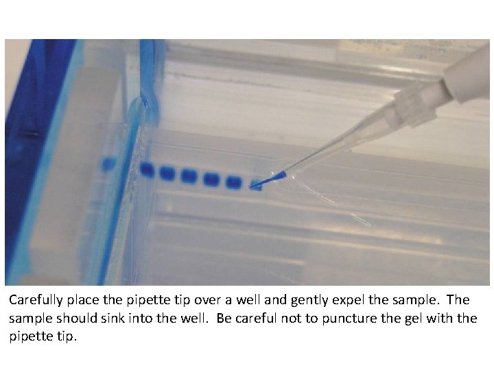 Loading the Gel Carefully place the pipette tip over a well and gently expel