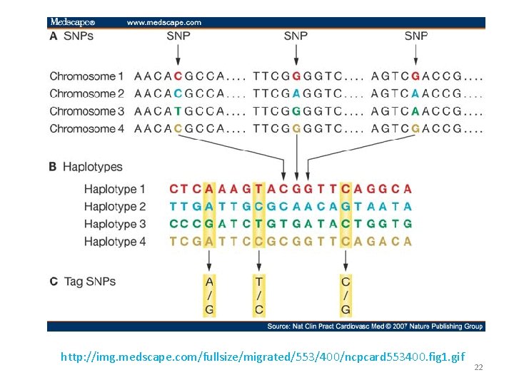 http: //img. medscape. com/fullsize/migrated/553/400/ncpcard 553400. fig 1. gif 22 