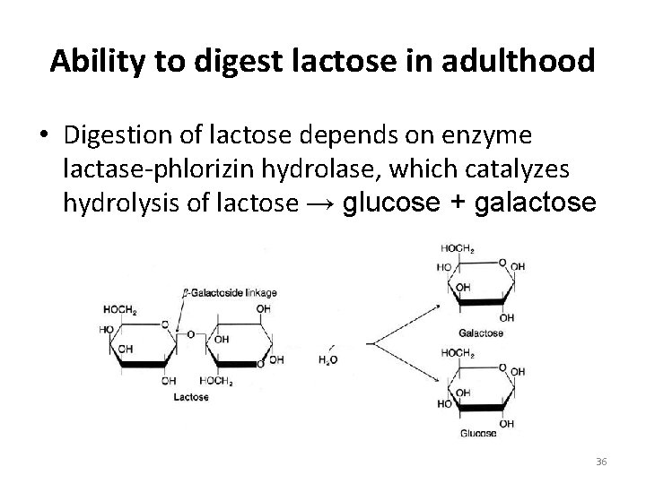 Ability to digest lactose in adulthood • Digestion of lactose depends on enzyme lactase-phlorizin