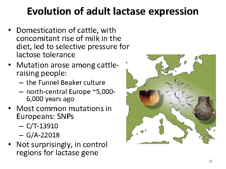 Evolution of adult lactase expression • Domestication of cattle, with concomitant rise of milk