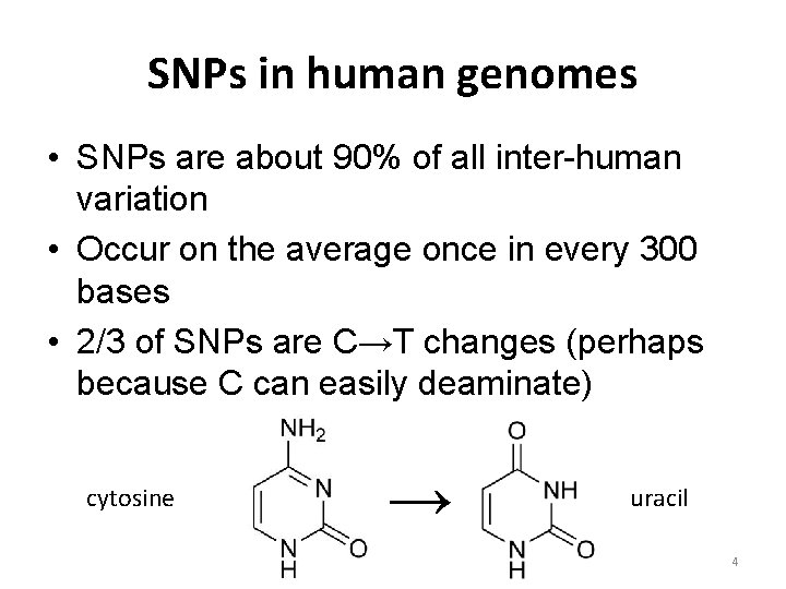 SNPs in human genomes • SNPs are about 90% of all inter-human variation •