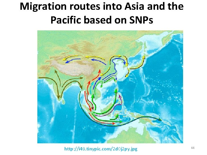 Migration routes into Asia and the Pacific based on SNPs http: //i 49. tinypic.