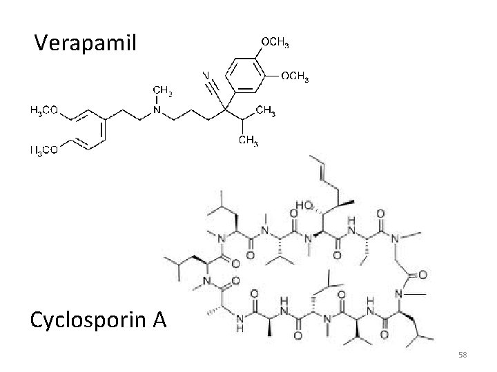 Verapamil Cyclosporin A 58 