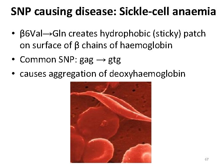 SNP causing disease: Sickle-cell anaemia • β 6 Val→Gln creates hydrophobic (sticky) patch on