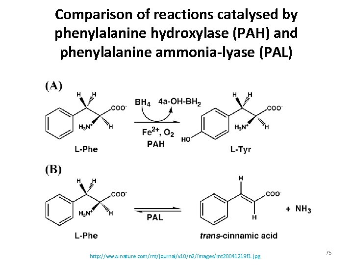 Comparison of reactions catalysed by phenylalanine hydroxylase (PAH) and phenylalanine ammonia-lyase (PAL) http: //www.
