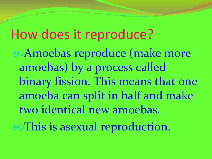 How does it reproduce? Amoebas reproduce (make more amoebas) by a process called binary