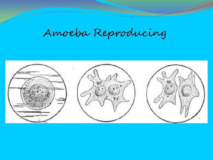 Amoeba Reproducing 