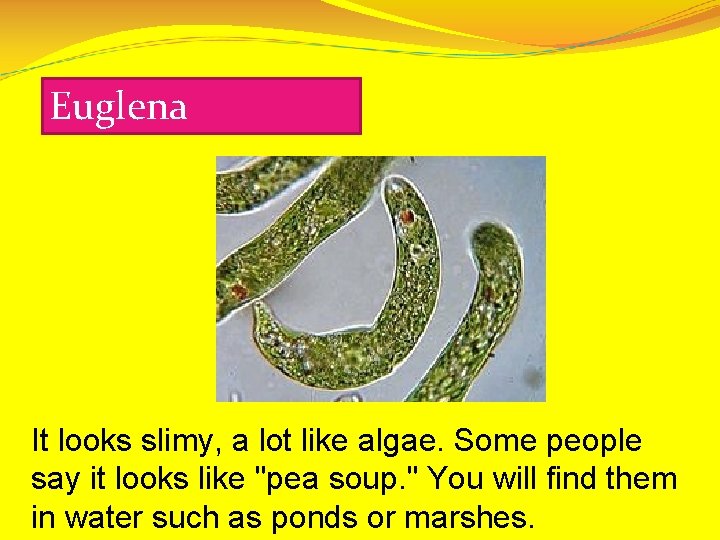 Euglena It looks slimy, a lot like algae. Some people say it looks like