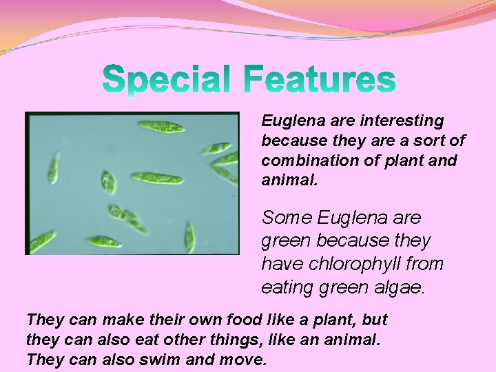 Euglena are interesting because they are a sort of combination of plant and animal.