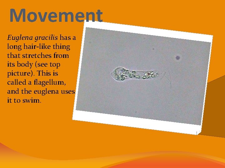 Movement Euglena gracilis has a long hair-like thing that stretches from its body (see