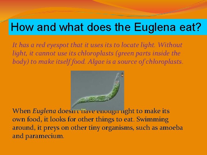 How and what does the Euglena eat? It has a red eyespot that it