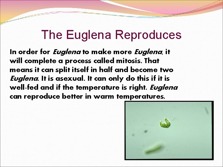 The Euglena Reproduces In order for Euglena to make more Euglena, it will complete