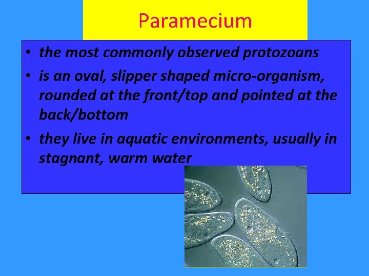 Paramecium • the most commonly observed protozoans • is an oval, slipper shaped micro-organism,