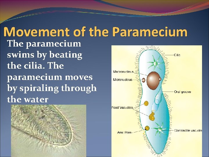 Movement of the Paramecium The paramecium swims by beating the cilia. The paramecium moves