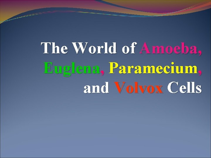 The World of Amoeba, Euglena, Paramecium, and Volvox Cells 