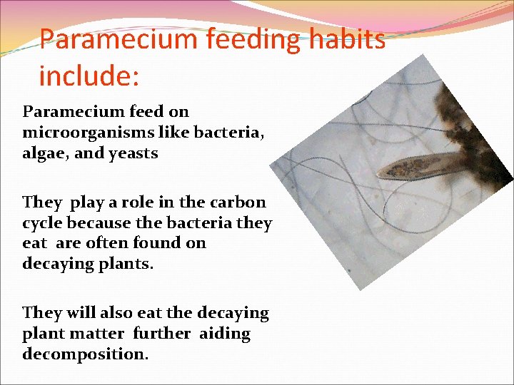 Paramecium feeding habits include: Paramecium feed on microorganisms like bacteria, algae, and yeasts They