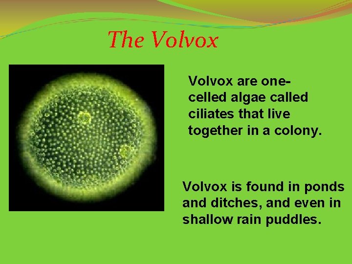 The Volvox are onecelled algae called ciliates that live together in a colony. Volvox