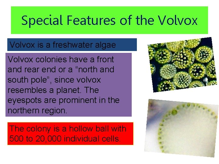 Special Features of the Volvox is a freshwater algae Volvox colonies have a front
