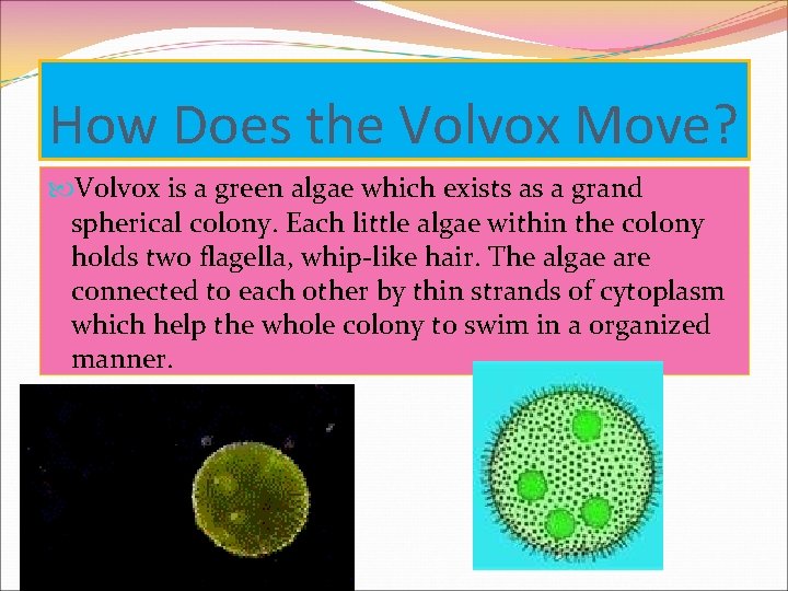 How Does the Volvox Move? Volvox is a green algae which exists as a