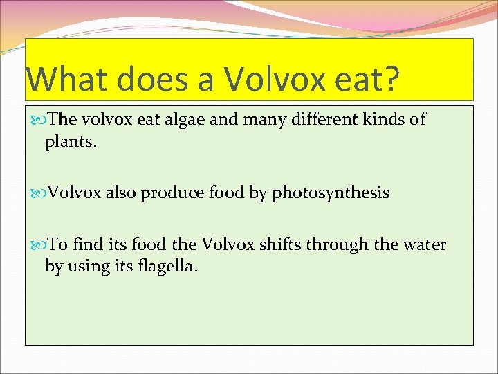 What does a Volvox eat? The volvox eat algae and many different kinds of