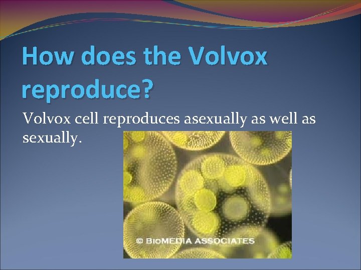 How does the Volvox reproduce? Volvox cell reproduces asexually as well as sexually. 