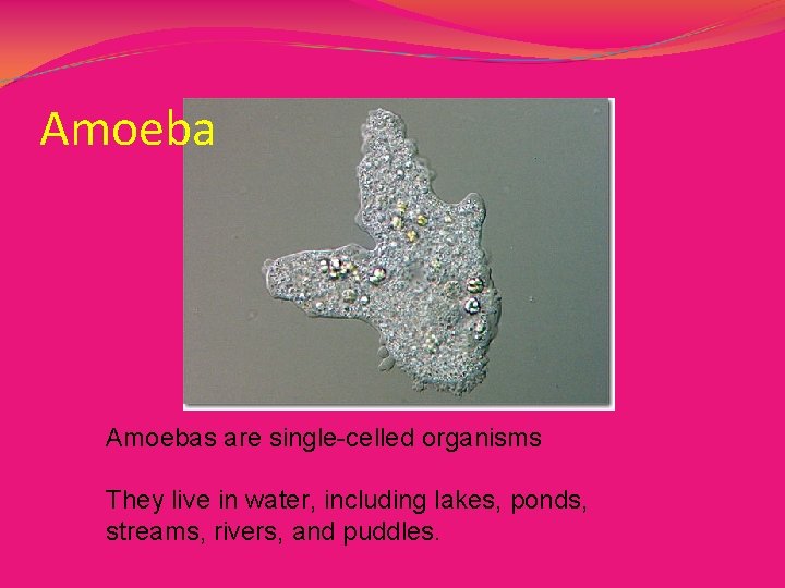 Amoebas are single-celled organisms They live in water, including lakes, ponds, streams, rivers, and