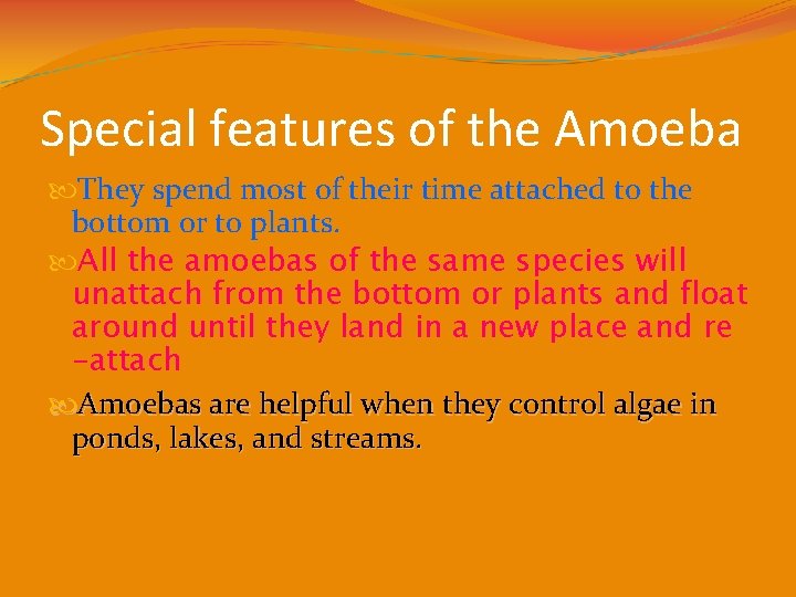 Special features of the Amoeba They spend most of their time attached to the