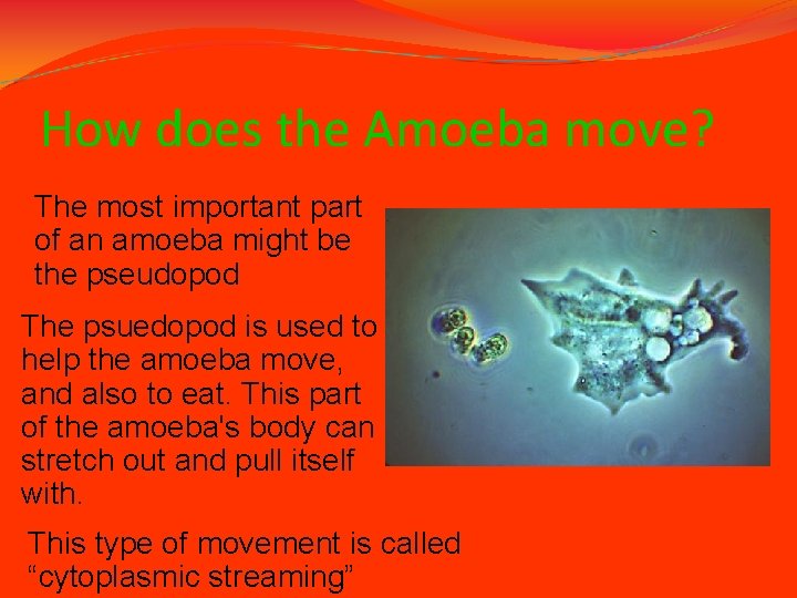 How does the Amoeba move? The most important part of an amoeba might be