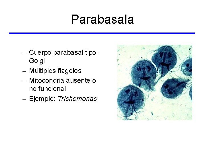 Parabasala – Cuerpo parabasal tipo. Golgi – Múltiples flagelos – Mitocondria ausente o no