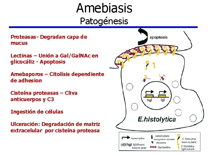 Amebiasis Patogénesis Proteasas- Degradan capa de mucus Lectinas – Unión a Gal/Gal. NAc en