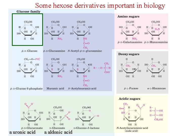 Some hexose derivatives important in biology a uronic acid a aldonic acid 