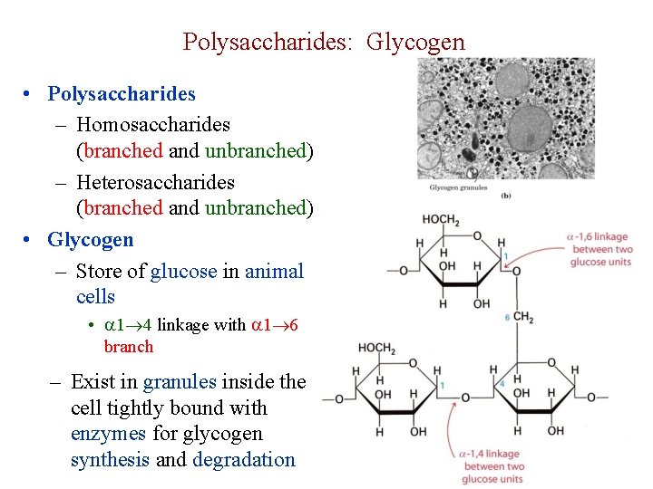 Polysaccharides: Glycogen • Polysaccharides – Homosaccharides (branched and unbranched) – Heterosaccharides (branched and unbranched)