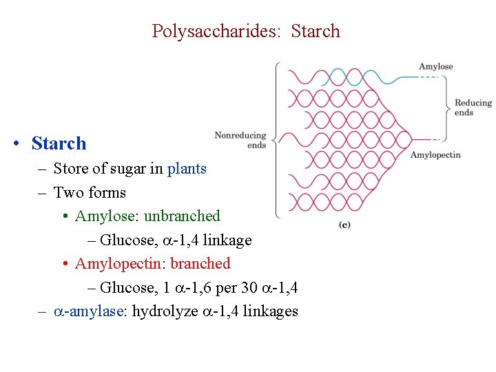 Polysaccharides: Starch • Starch – Store of sugar in plants – Two forms •
