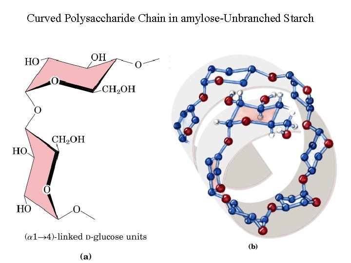 Curved Polysaccharide Chain in amylose-Unbranched Starch 