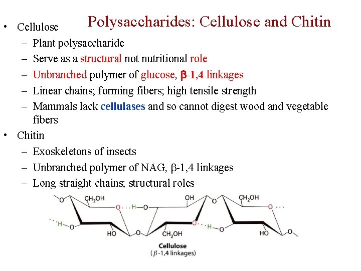 Polysaccharides: Cellulose and Chitin • Cellulose – Plant polysaccharide – Serve as a structural