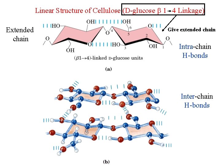 Linear Structure of Cellulose (D-glucose 1 4 Linkage) Extended chain Give extended chain Intra-chain