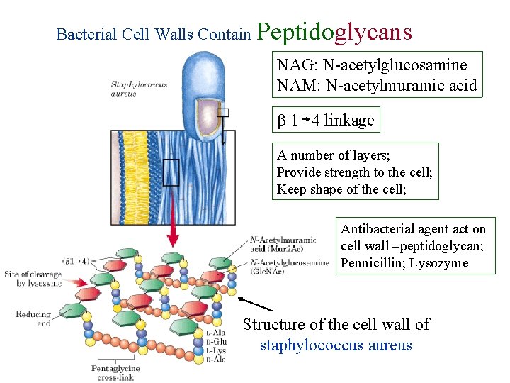 Bacterial Cell Walls Contain Peptidoglycans NAG: N-acetylglucosamine NAM: N-acetylmuramic acid 1 4 linkage A